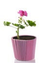 Young plant of geranium in a pot â scion Royalty Free Stock Photo